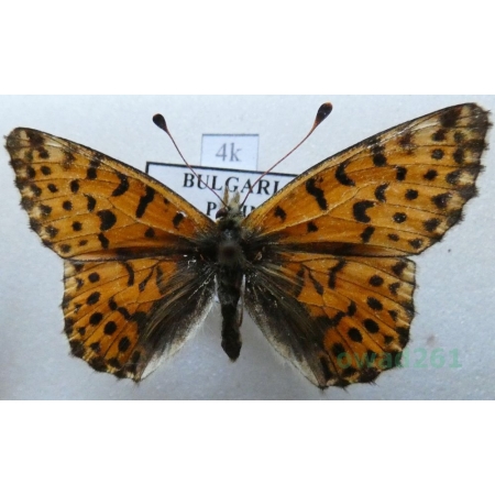 Boloria graeca (Staudinger, 1870) Bulgaria4k